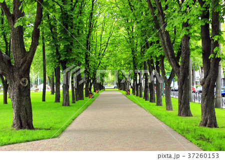 park with nice promenade path and big green trees park with nice promenade path and big green trees 37260153