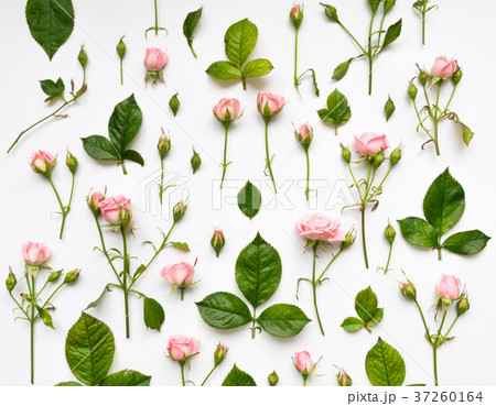 Decorative pattern with roses. Flat lay, top view Decorative pattern with roses. Flat lay, top view 37260164