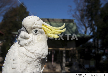 オウムと初もうで2018 オウムと初もうで2018 37260281
