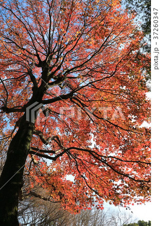 上野恩賜公園の大きなカエデの木の紅葉の写真素材