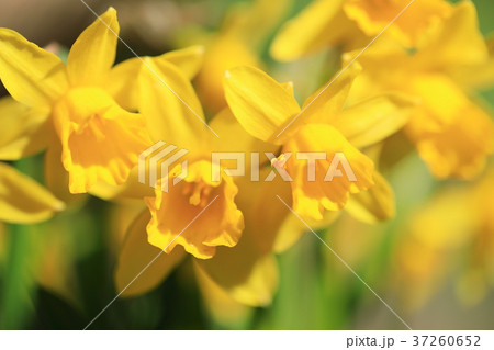 上野東照宮ぼたん苑の黄色の水仙の花 上野東照宮ぼたん苑の黄色の水仙の花 37260652