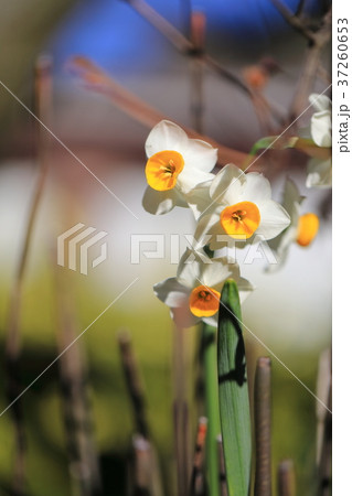 上野東照宮ぼたん苑の黄色の水仙の花 上野東照宮ぼたん苑の黄色の水仙の花 37260653