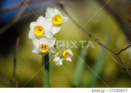 上野東照宮ぼたん苑の黄色い水仙の花 37260657
