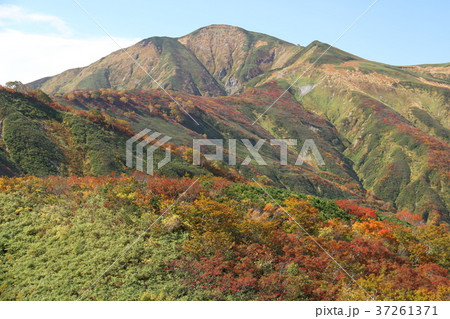 朝日連峰　大朝日岳の紅葉 37261371
