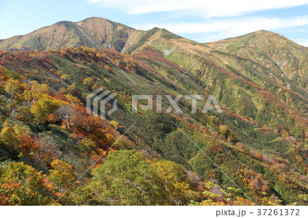 朝日連峰　大朝日岳の紅葉 37261372