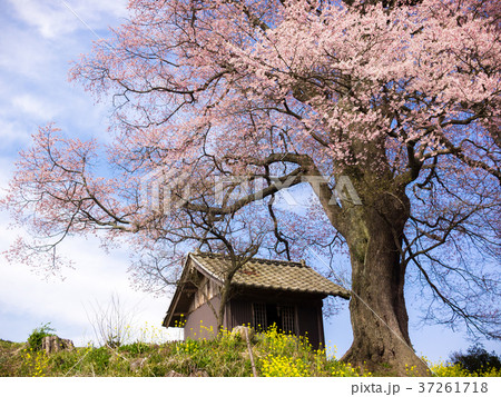 三春の七草木天神桜 37261718