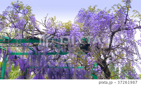 16:9 モネの池に咲くフジの花(浜名湖ガーデンパーク) 16:9 モネの池に咲くフジの花(浜名湖ガーデンパーク) 37261987