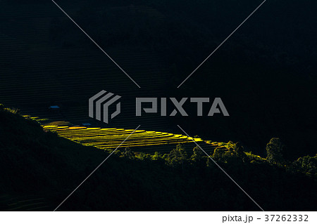 Rice fields on terraced of Mu Cang Chai District at sunrise time, YenBai province, Northwest Vietnam, worm tone 37262332
