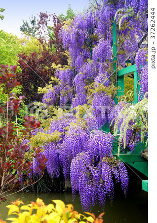 モネの池に咲くフジの花（浜名湖ガーデンパーク） 37262444