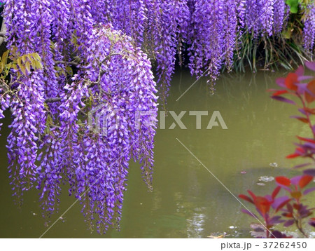 モネの池に咲くフジの花（浜名湖ガーデンパーク） 37262450