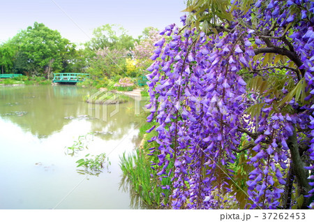 モネの池に咲くフジの花（浜名湖ガーデンパーク） 37262453
