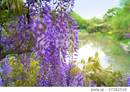 モネの池に咲くフジの花（浜名湖ガーデンパーク） 37262510