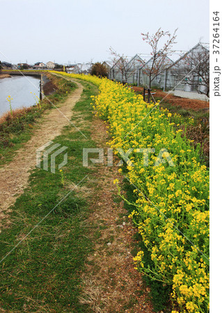 春の伊良湖岬 春の伊良湖岬 37264164