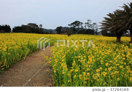 春の伊良湖岬 春の伊良湖岬 37264169