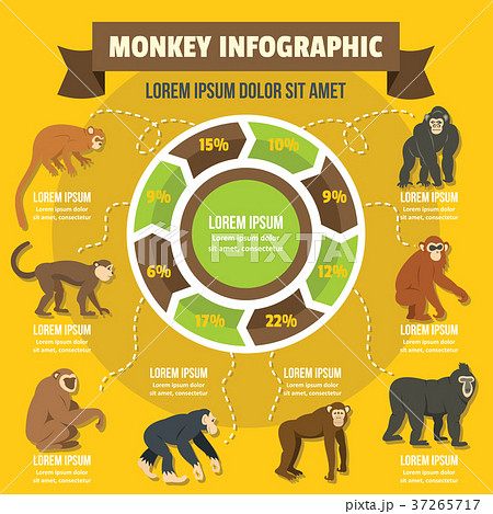 Monkey infographic concept, flat style 37265717