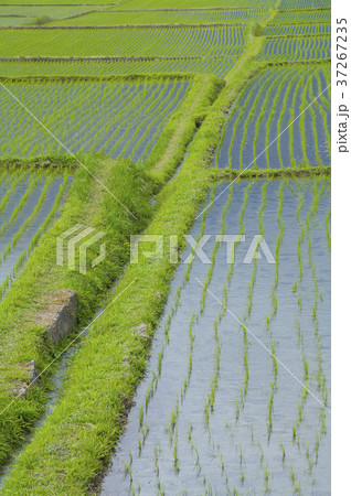 たんぼ 田んぼ 田圃 37267235