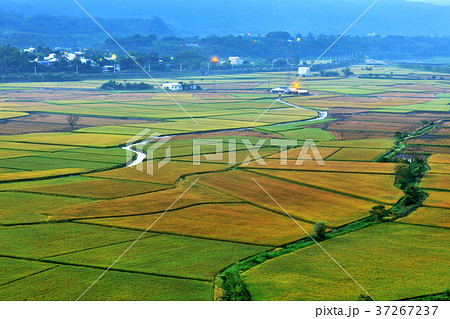 たんぼ 田んぼ 田圃 37267237
