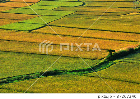 たんぼ 田んぼ 田圃 37267240