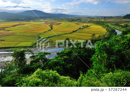 たんぼ 田んぼ 田圃 37267244