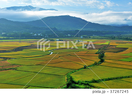 たんぼ 田んぼ 田圃 37267245