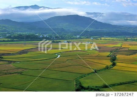 たんぼ 田んぼ 田圃 37267247
