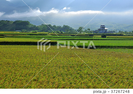 たんぼ 田んぼ 田圃 37267248