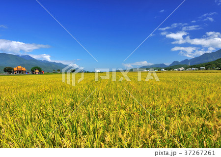 たんぼ 田んぼ 田圃 37267261
