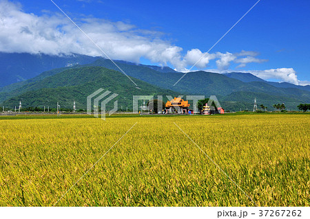 たんぼ 田んぼ 田圃 37267262