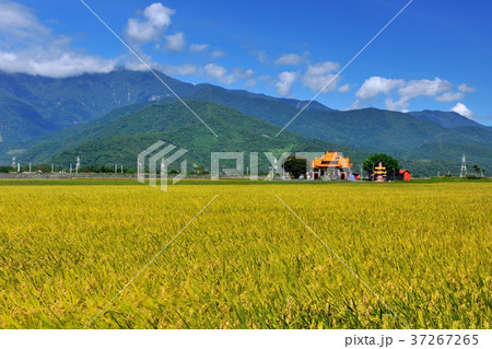 たんぼ 田んぼ 田圃 37267265