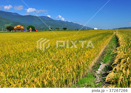 たんぼ 田んぼ 田圃 37267266