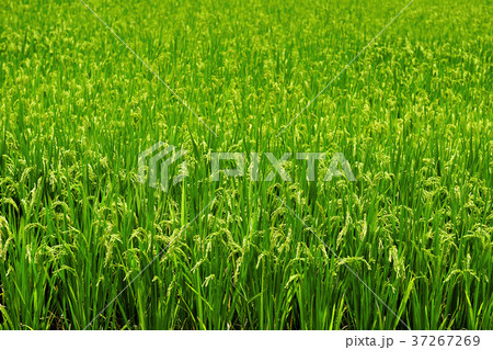 クロ-ズアップ クローズアップ 接写 37267269