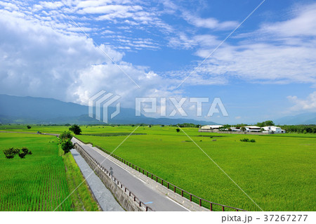 たんぼ 田んぼ 田圃 37267277
