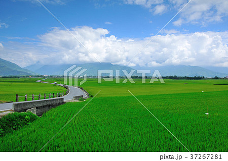 たんぼ 田んぼ 田圃 37267281