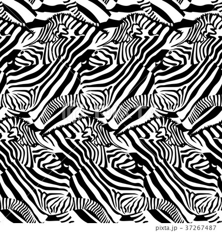 Zebra seamless pattern.  37267487