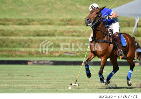 The Polo Player Is Ridingの写真素材