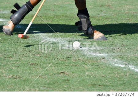 Focus the Horse Polo Ball Focus the Horse Polo Ball 37267774