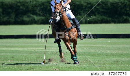 Horse polo player use a mallet hit ball 37267776