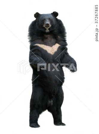 asiatic blackbear isolated on white background 37267885