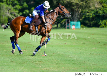 Horse polo player use a mallet hit ball Horse polo player use a mallet hit ball 37267976