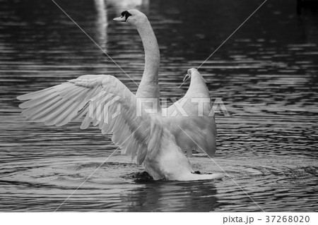 White swan fly / black and white photography 37268020
