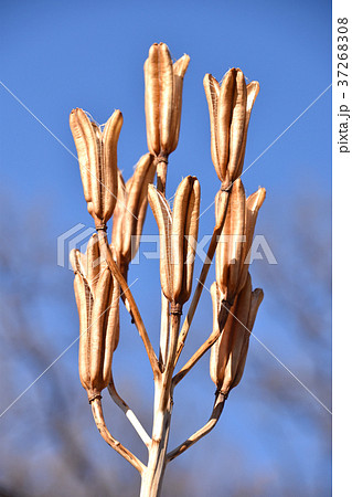 ユリの実殻 37268308