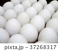 卵 たまご 玉子 37268317