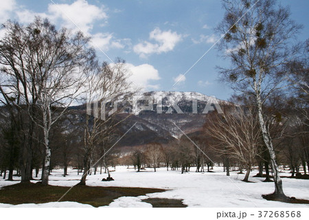 笹ヶ峰高原　残雪の早春 37268568
