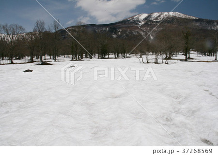 笹ヶ峰高原　残雪の早春 37268569