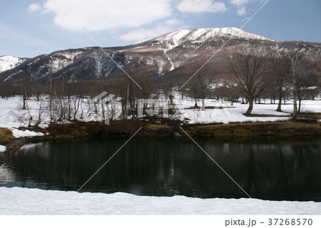 笹ヶ峰高原　残雪の早春 37268570