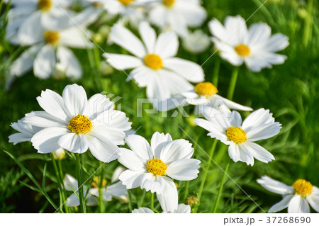 white cosmos flower in the garden white cosmos flower in the garden 37268690