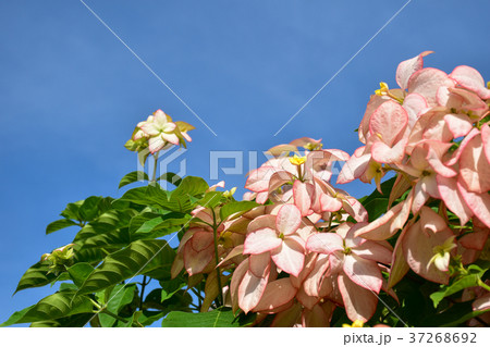 pink flower and blue sky for copy space 37268692