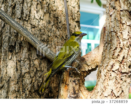 oriole hang branch looking something around tree 37268859
