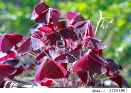 Oxalis triangularis,False Shamrock, Oxalis triangularis,False Shamrock, 37268962