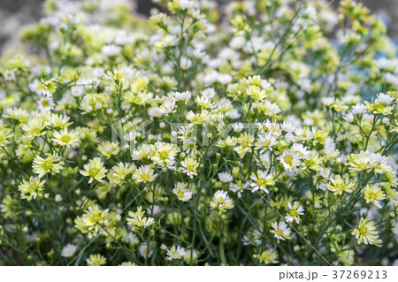 White cutter flowers in garden 37269213